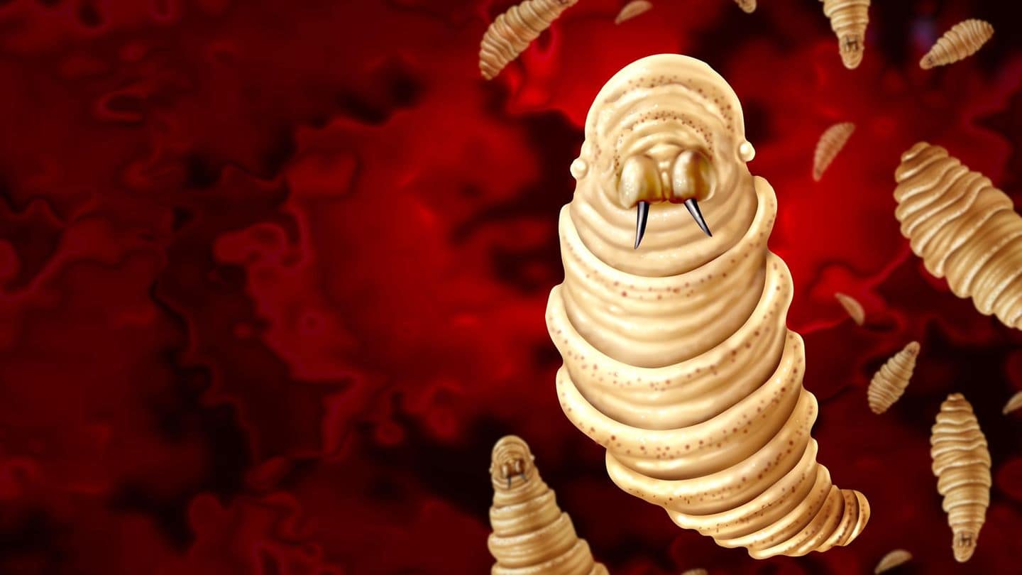 USA: Fleischfressender Wurm ist zurück – was das für Trump bedeutet | Capital+ USA: Fleischfressender Wurm ist zurück – was das für Trump bedeutet | Capital+