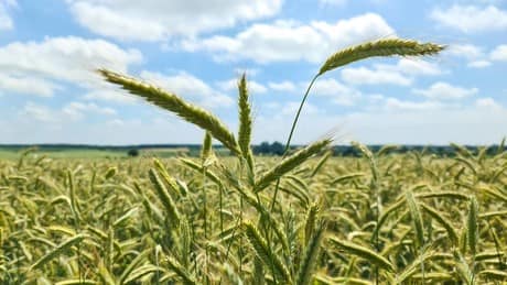 Russische Getreideexporte nach Afrika steigen sprunghaft an Russische Getreideexporte nach Afrika steigen sprunghaft an